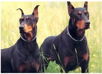 6 best sales ステンレス製の犬用首輪 - №1