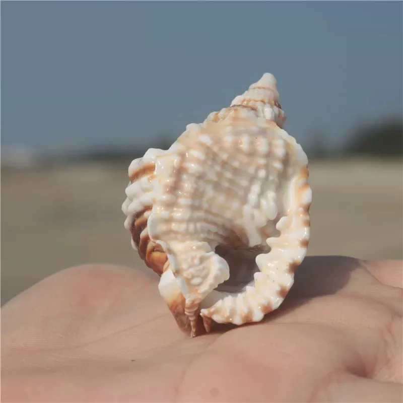 New Natural Conch Shell Twisting Conch Collectible Specimen Conch Mediterranean Home Window Decoration Fish Tank Landscaping