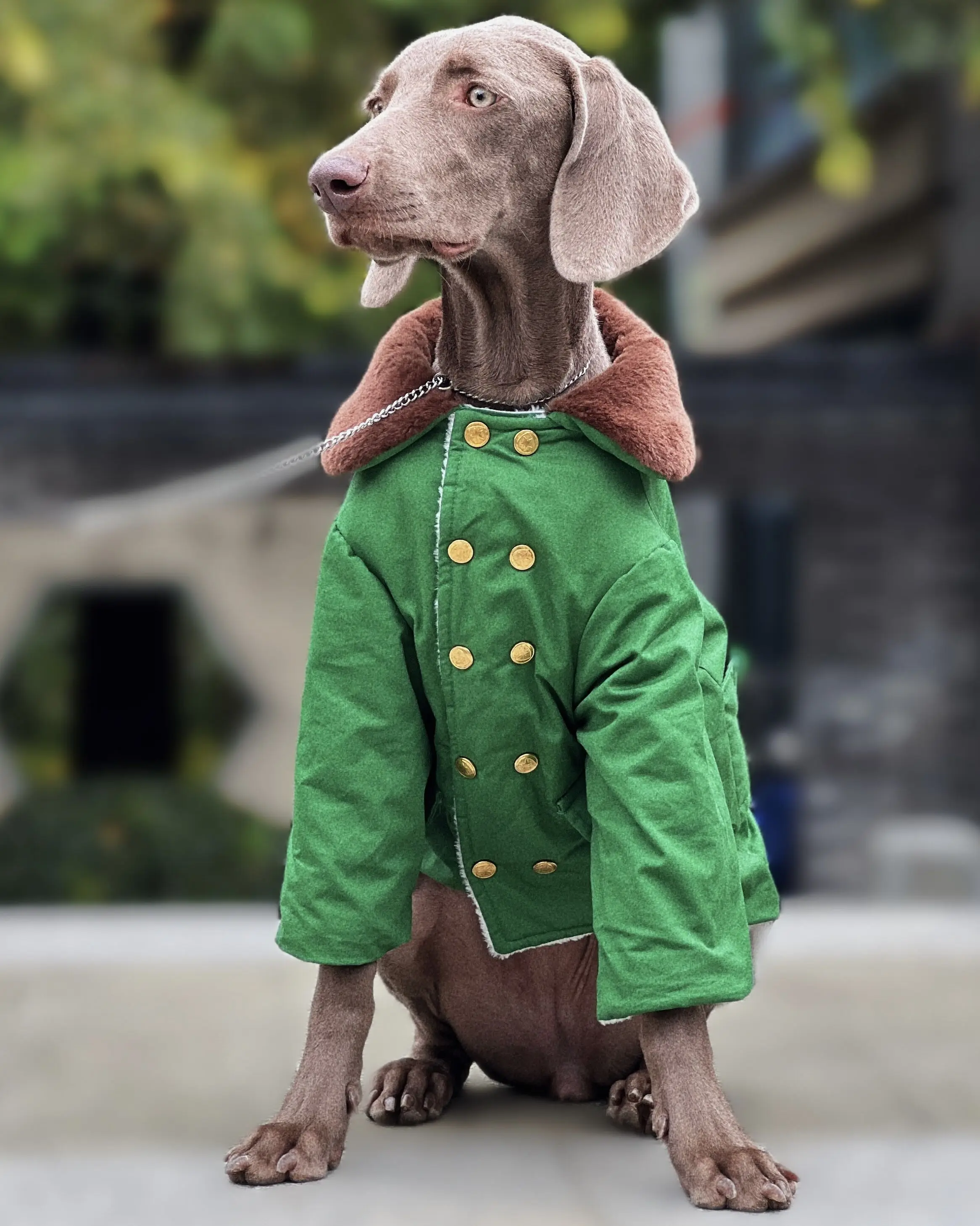 

Pet Dog Large Dog Winter Cotton Coat Thickened and Warm Military Green Cotton Coat Samorabrado Gold Hair