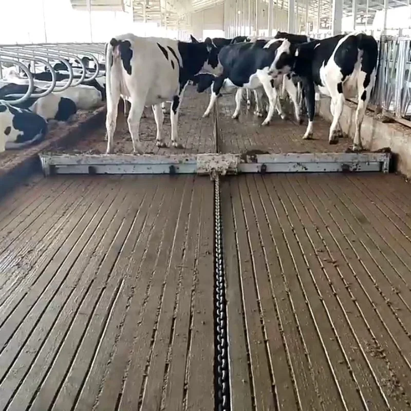 Automatic Manure Scraper System for Dairy Farm Cattle Barn Floor Manure