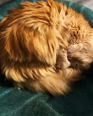 cat cave