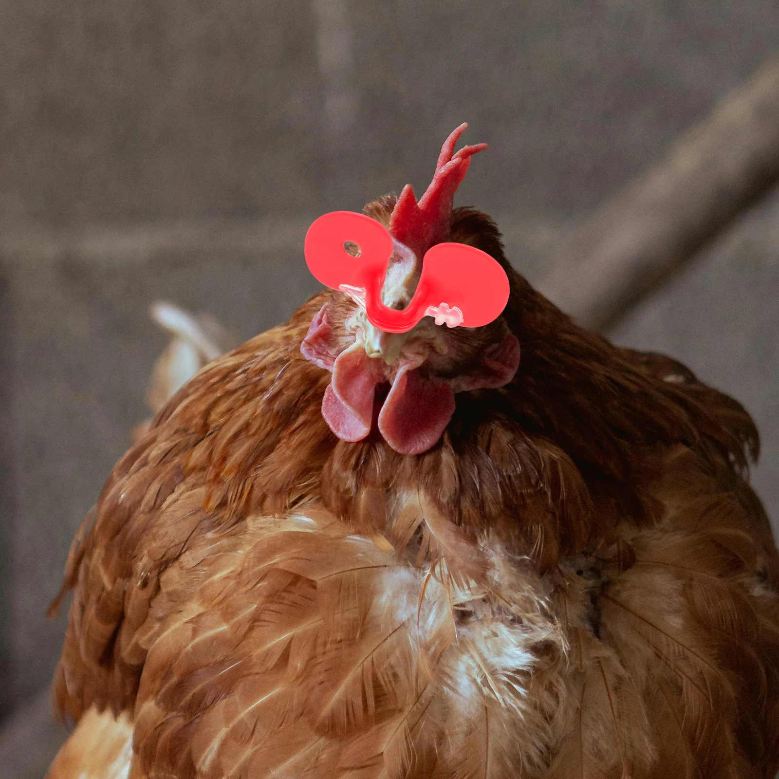 

100pcs Chicken Peepers Non Tethered Farm Pheasant Poultry Pinless Anti-Pecking Eyeglasses Rooster Pet Hens Spectacles