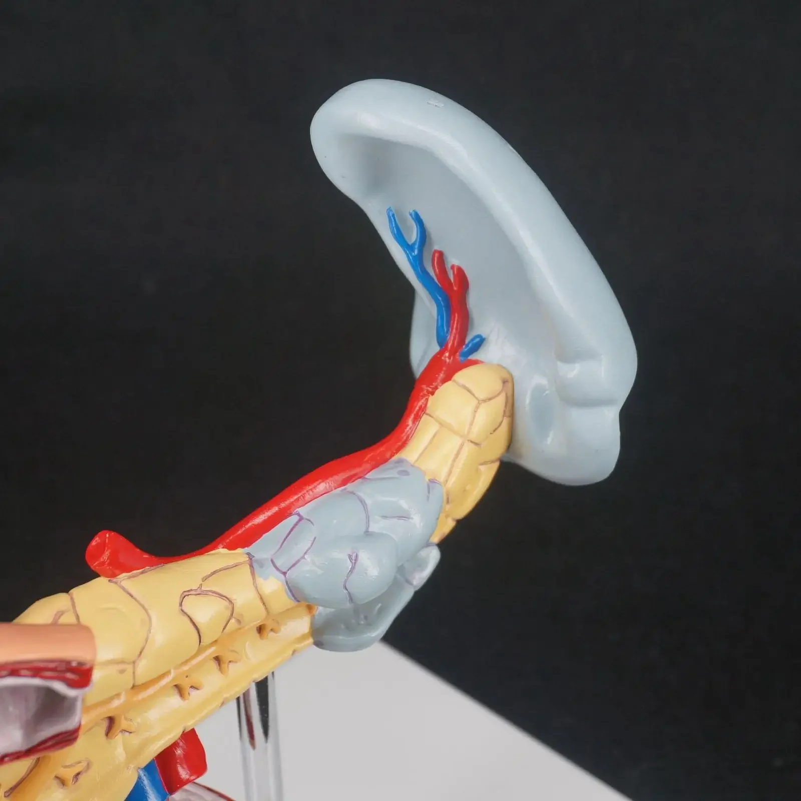 PVC Human Liver Pancreas and Duodenum Anatomical Model Medical Anatomy Teaching Resources