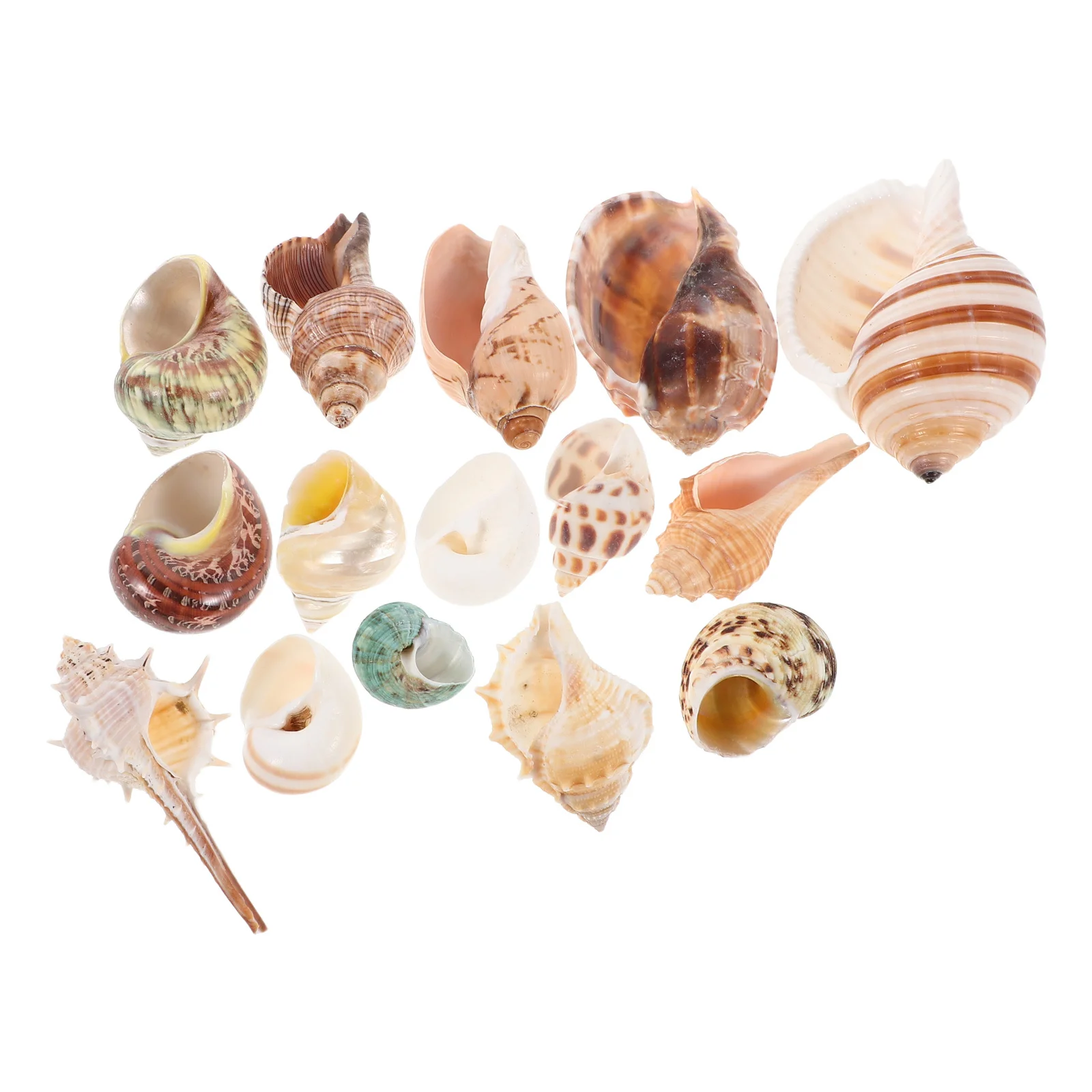 15 قطعة قذائف محارة طبيعية ملونة صدف حوض السمك ديكور خزان الأسماك الديكور الشاطئ موضوع الحرف زهرية حشو #5
