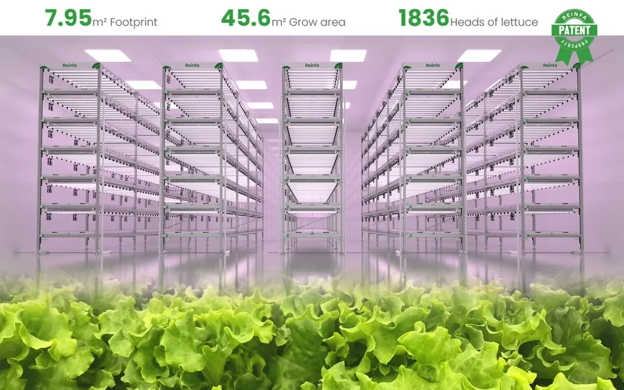 Reinfa Farmhydro: أفضل نظام مائي عمودي لمزارعي الخس التجاري