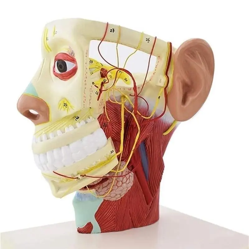 

Human Head And Neck Nerve Anatomy Model With Skull Base & 12 Pairs Of Cranial Nerves For Study And Teaching