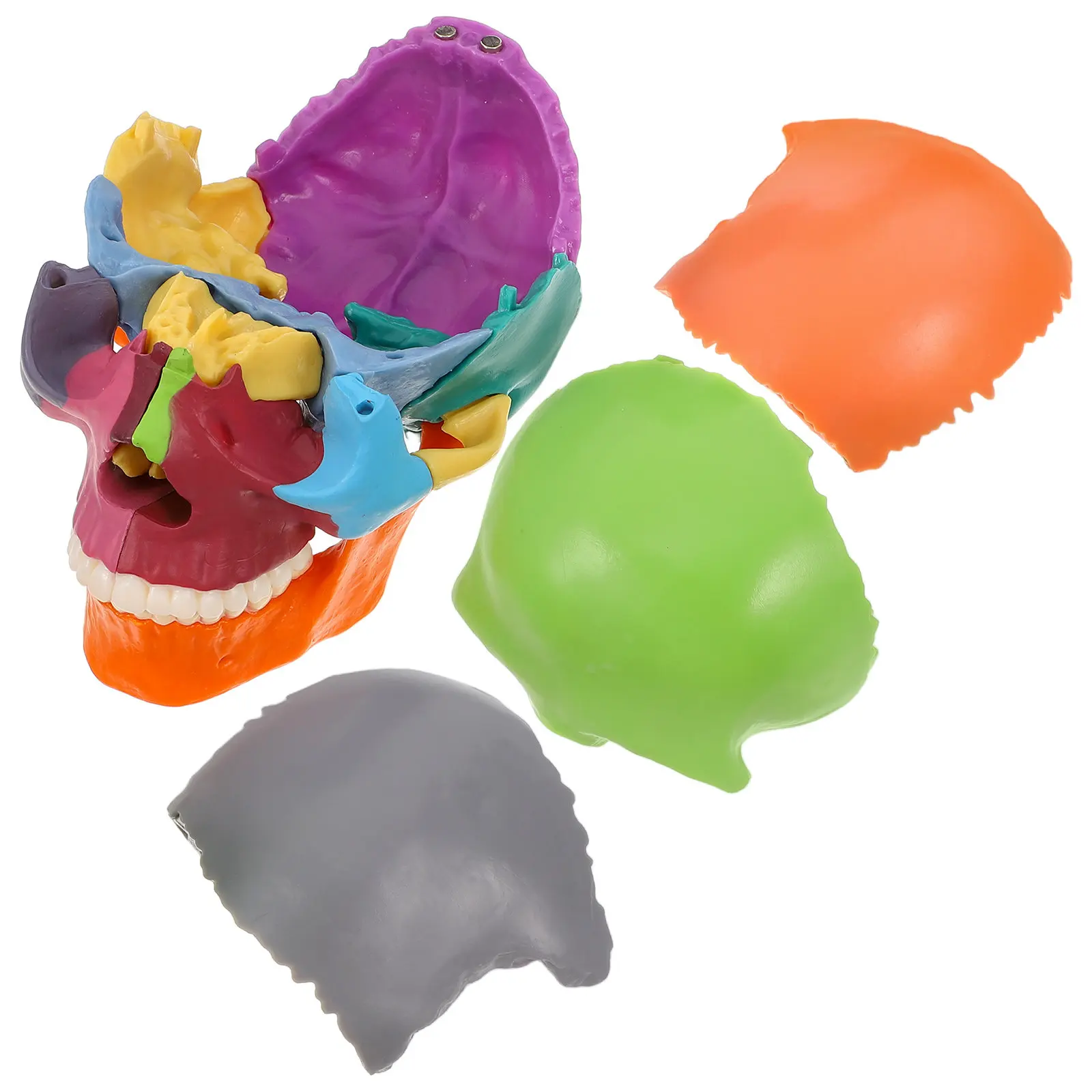 

Разборная цветная анатомическая модель черепа: яркие учебные секции для научных исследований, игрушка-модель человеческого черепа для класса