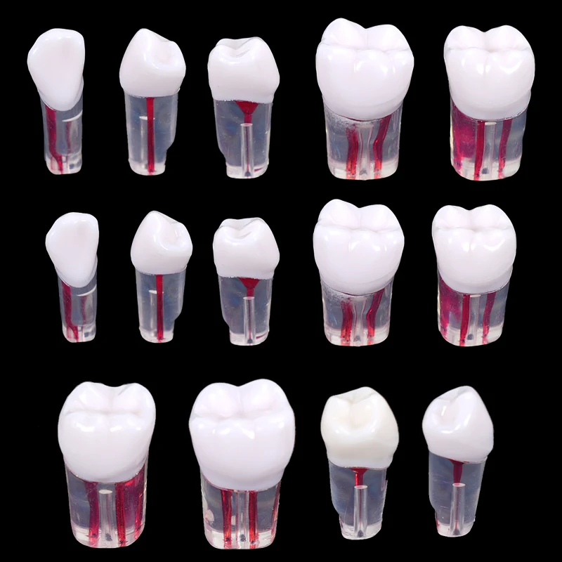 28Pcs/set Dental Endodontic Teeth Model Transparent Red Root Canals Practice Tooth for Teaching Study Training
