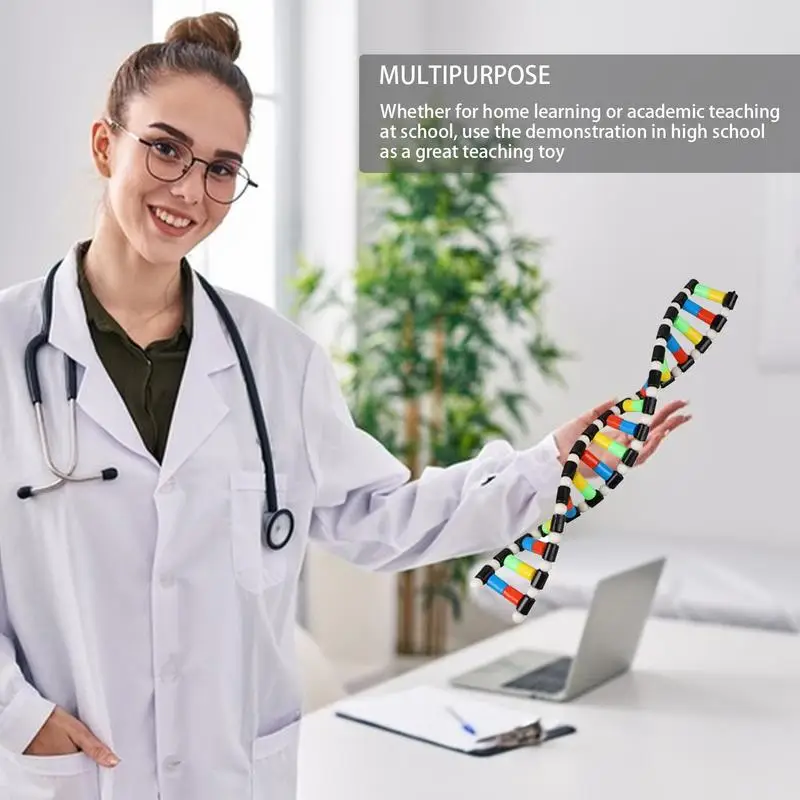 Double Helix Double Helix Structure Kids DNA Models Educational DNA Games Biology Classroom Decor Interactive Learning Toy For