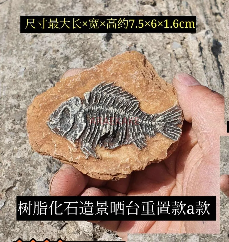 Paleontological fossils, trilobite ornaments, pet lizards, constant temperature box, landscape decoration, mane lion breeding bo