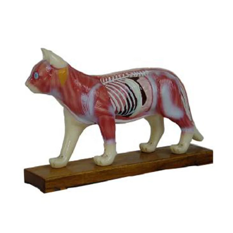 Cat Acupuncture Model Manufacturers Cat AcupunctureModel Medica Science AnatomyModel China Medicl Anatomical