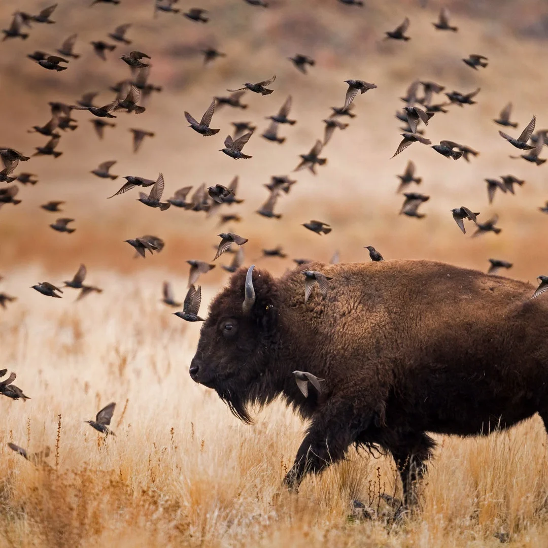 12.3" Lcd Dashboard…