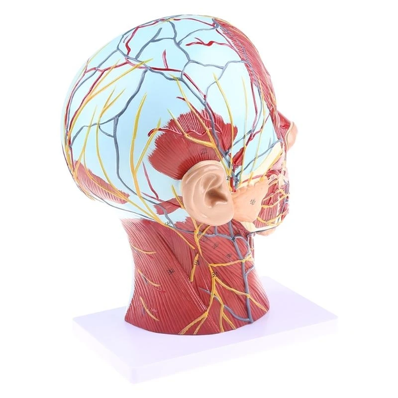 W89C Human Anatomical Meia para a cabeça Face Anatomy Medical Neck Mediana Seção ST