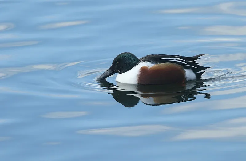 

Радиоуправляемый дрифт-машина HBX 2103 1/10 4WD — RTR, 2,4G с гироскопом, двигателем 390, скорость 35 А, светодиодные фонари