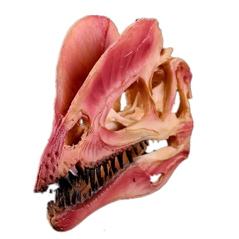 

High-Precision Crafts Exhibition Model Home Decoration Double Crowned Dragon Dinosaur Resin Skull