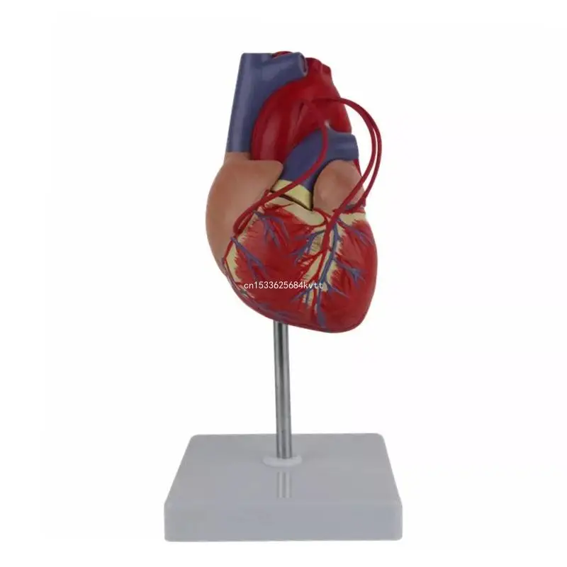 

Anatomical Heart Model with Holder Base Life Size for Heart Study Dropship