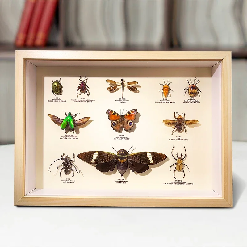 

Real Butterfly Insect Specimens Decorative Painting Children's Science Picture Frames For Teaching Collection Ornaments Gifts