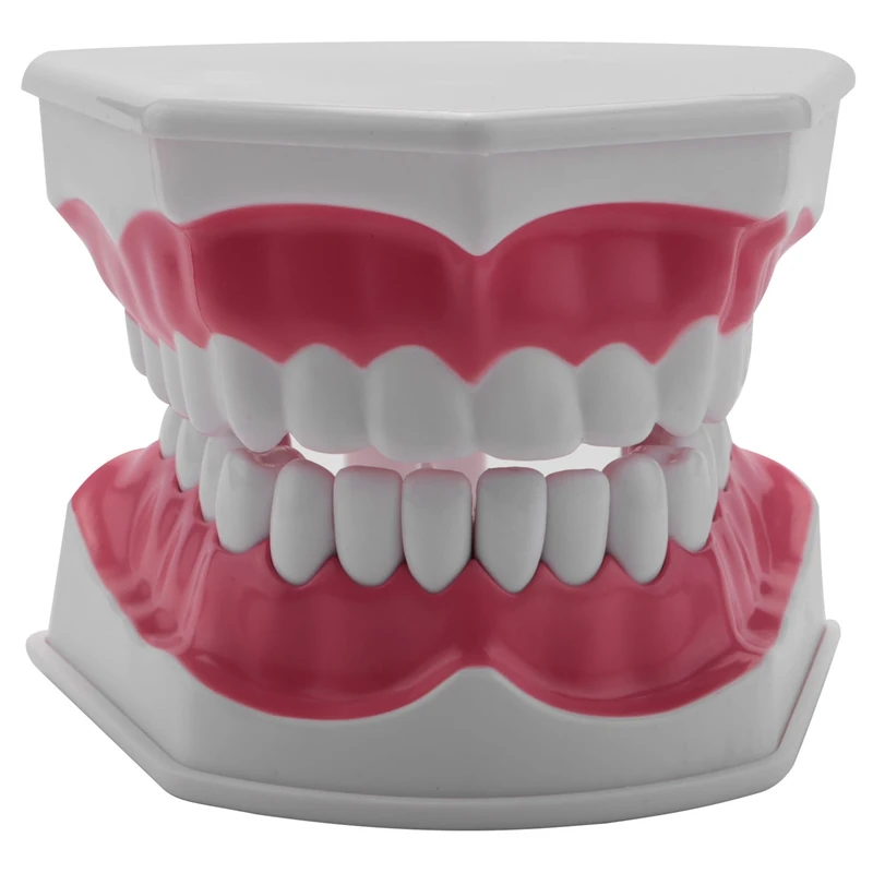 

Model Brushing Flossing Practice Teeth Typodonts Mode Gingiva Visible Anatomic Demonstration