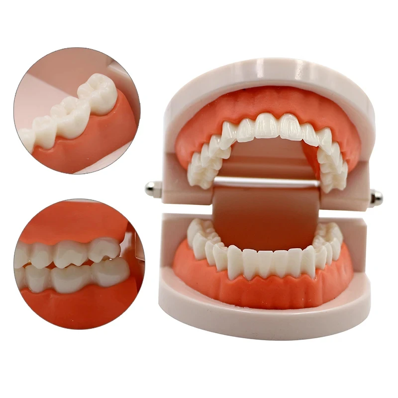 Modelo de dientes dentales estándar, enseñanza de dientes para adultos, herramienta de entrenamiento de estudio, Material de aprendizaje de dientes de laboratorio de odontología, 1 ud.