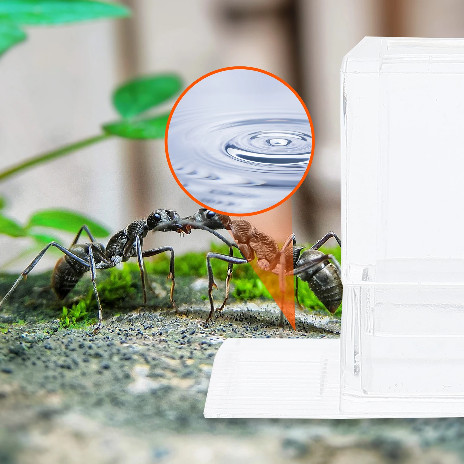 

2PCS Transparent Ant Water Feeding Bowls Visible Feeding Container for Ants Ant Nest Water Feeding Area Ant Farm Supplies