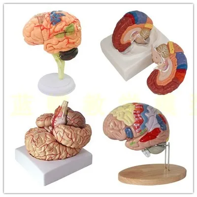 Brain cortex partition model of human brain organs nervous system anatomical model of brain model