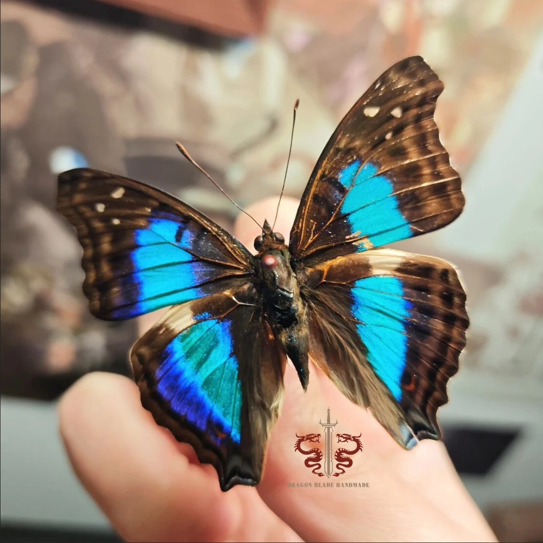 Butterfly specimen Doxocopa cherubina, 1pc wings spread A1/A- high quality, Decorative Display Collection Gifts