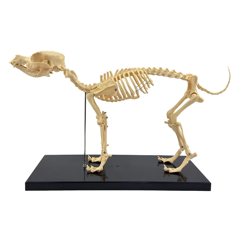 

Pet orthopedic equipment, simulated dog skeleton specimen model animal dog cat dog skeleton bone skeleton teaching