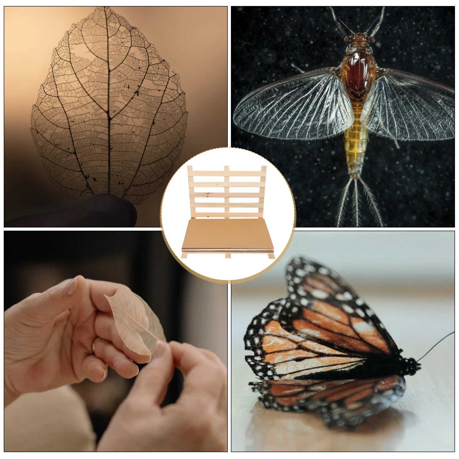 

1 Set Plant Specimen Clip Wooden Herbarium Holder For Teaching Lab Use Specimens Making Equipment Educational Tool Portable