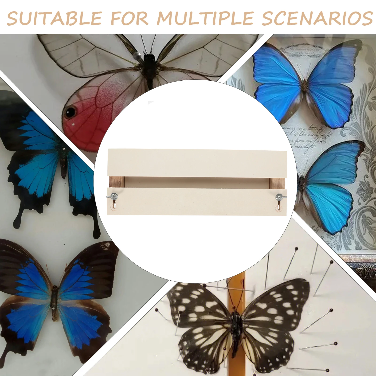 

Flexible Insects Specimen Board Unique Design Easy to Adjust Suitable for Different Sizes of Specimens Sturdy Plastic Material