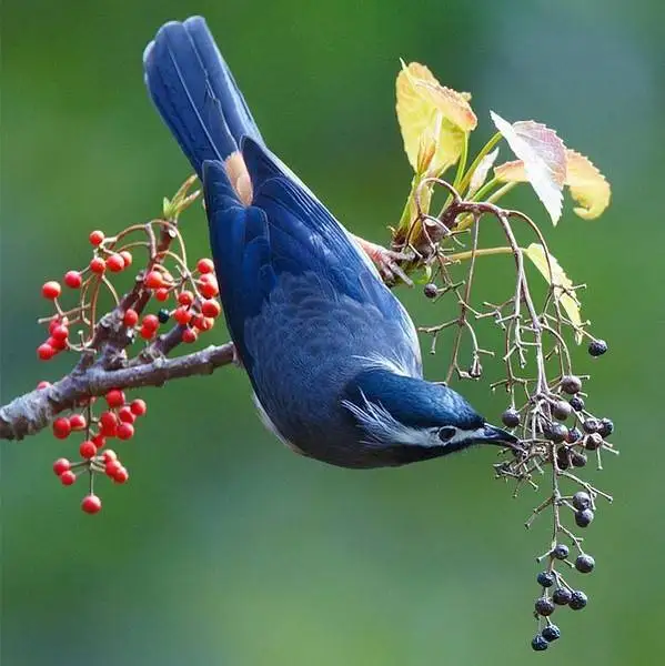 

4pcs 120mm 1.9" Metal Beadlock Wheel Rim Rubber Tire Set for 1/10 RC Crawler Car TRX4 RC4WD D90 D110 Axial SCX10 MST