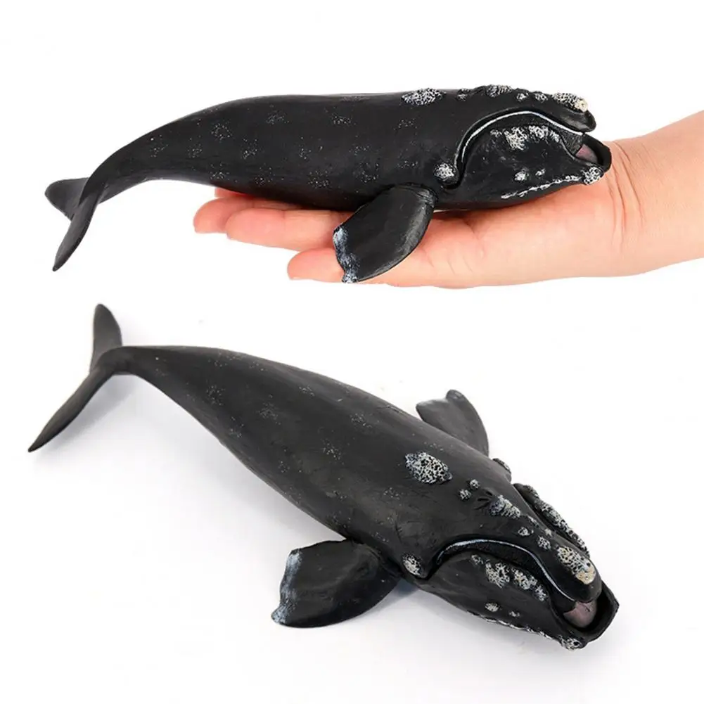 Right Whale Model Realistic Wildlife Model Realistic Right Whale Figurine Sculpture for Kids Educational Ocean Toy for Boys