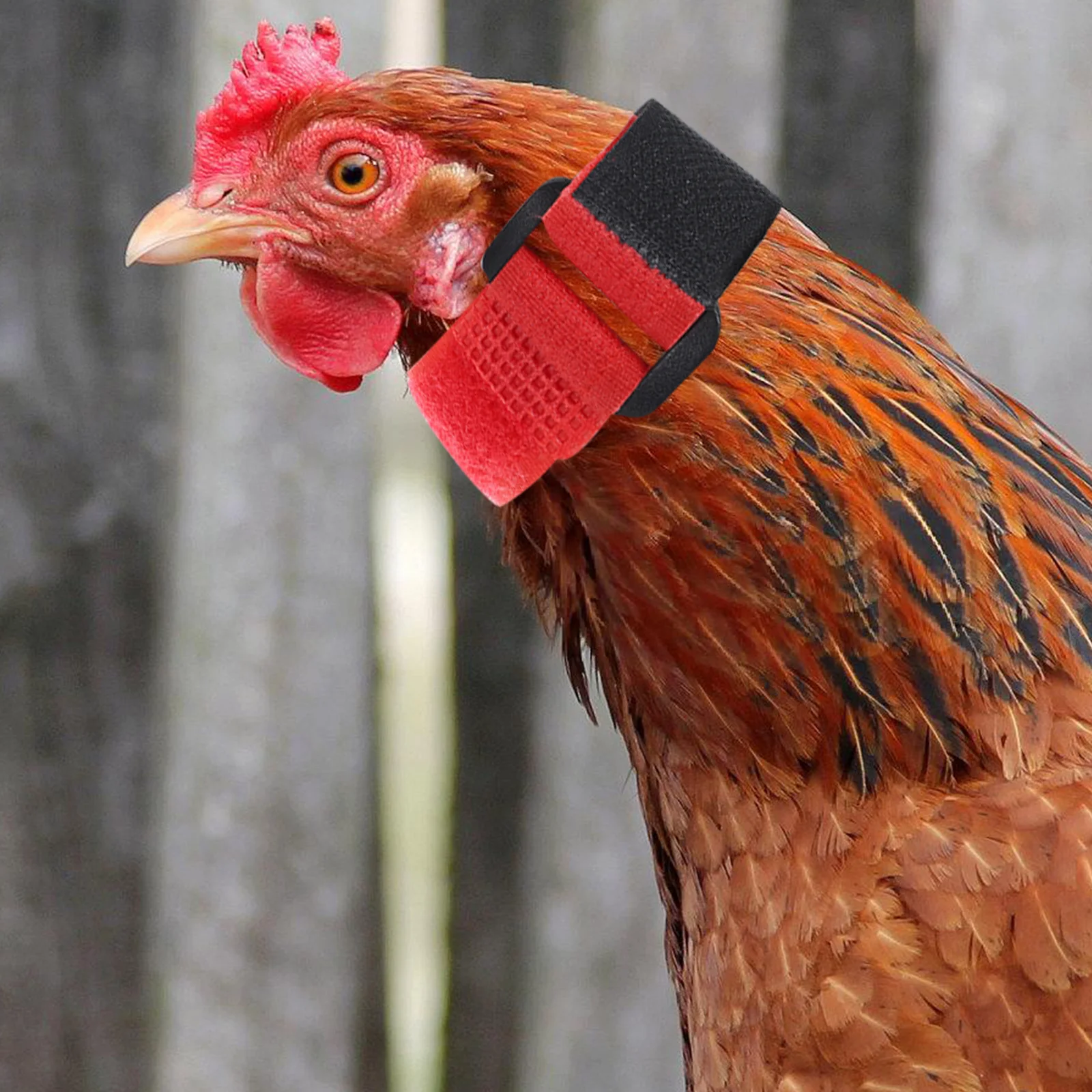 

2Pcs Anti Crowing Rooster Collar Red Adjustable Soft Chicken Neck Bands Replaceable Noise-Free Neckbands Rooster Collar