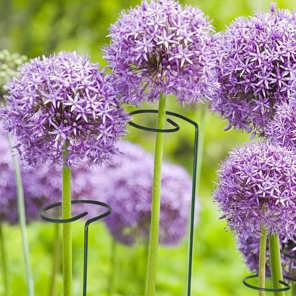 Versatile Plant Stakes for Climbing Plants Prevents Entanglement Perfect for Amaryllis Orchids Tomatoes 6 Pieces