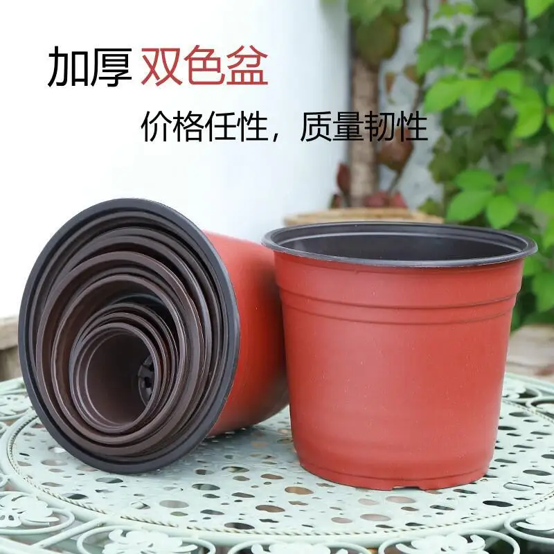 jasmine potted plant Jasminum sambac, Mogra, Arabian Jasmine Plant in 6 inch Pot