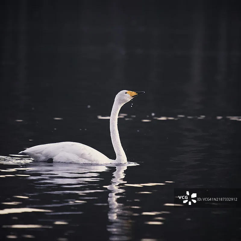 

IFlight XING T4214 4214 400KV / 660KV 3-8S X-CLASS Brushless Motor compatible 14/15/16inch Propeller for iX15 X-class FPV Drone