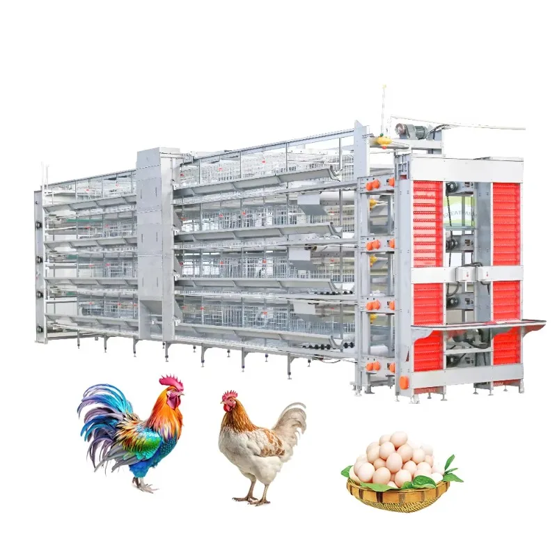 Customized Poultry Egg Collection System Egg Collecting System Egg Collecting Automation Poultry Farming Equipment