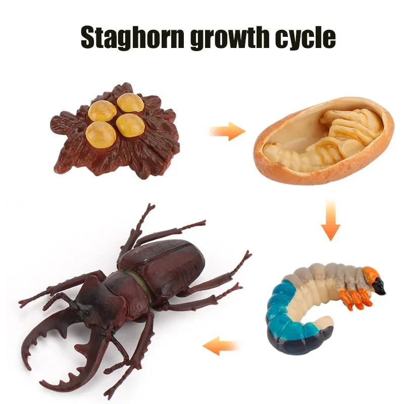 Animal Life Cycle Board Kinderspeelgoed Montessori Leermiddelen Plant Animal Growth Cycle Model Set voorschoolse cognitieve speelgoed