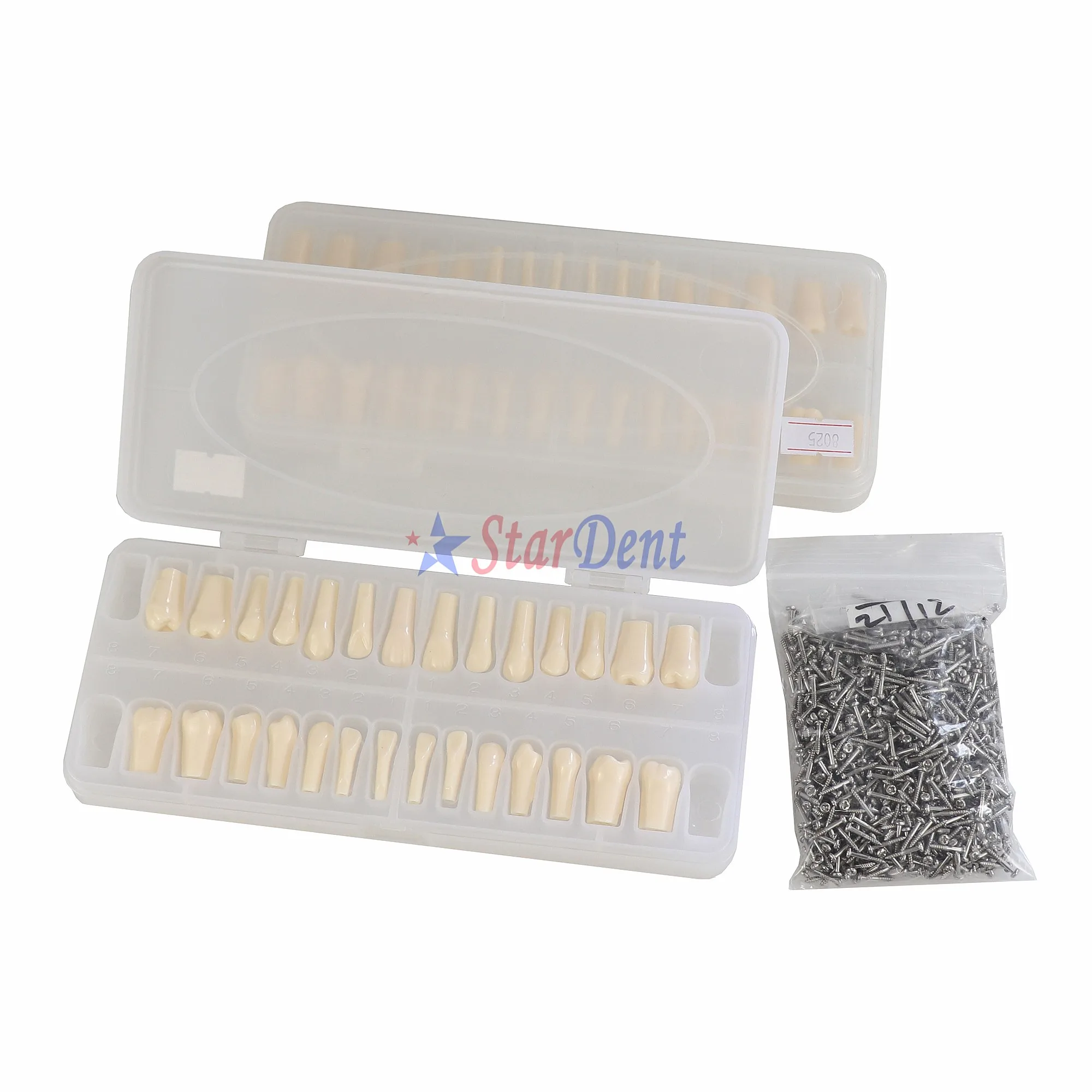 Supply Manufacturing Replacement 28/32 Dentals Teaching Model New Teeth Model for Student Use