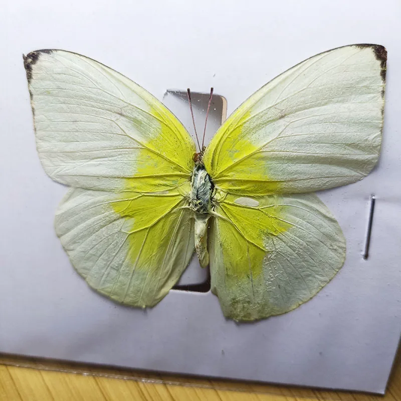 1 pz/veri bellissimi campioni di farfalle per hobby cornice per foto fai-da-te o adesivo da parete per la casa