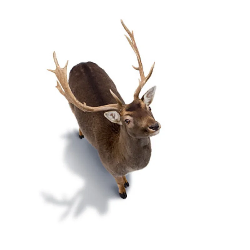 

Aluminum Alloy Oil Shocks Dampers for Tamiya CW-01 Chassis Lunch Box Midnight Pumpkin Unimog 406 Upgrade Parts