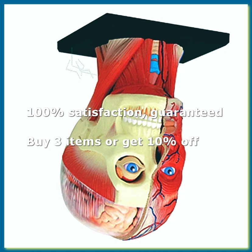 Medical-Torso Human Body Model Education Head Muscles Organs Model for Student Teaching Study Assembling Model-DTA9