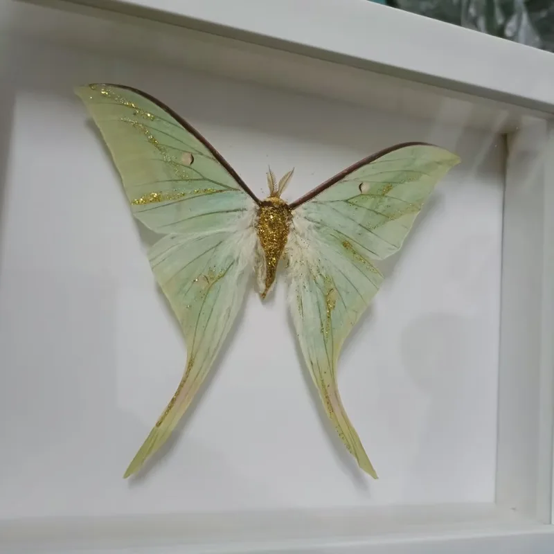 Actias Selene Real Butterfly Silkworm Moth Specimens Handicrafts Insect Decorations Paintings Home Ornaments Collection Gifts