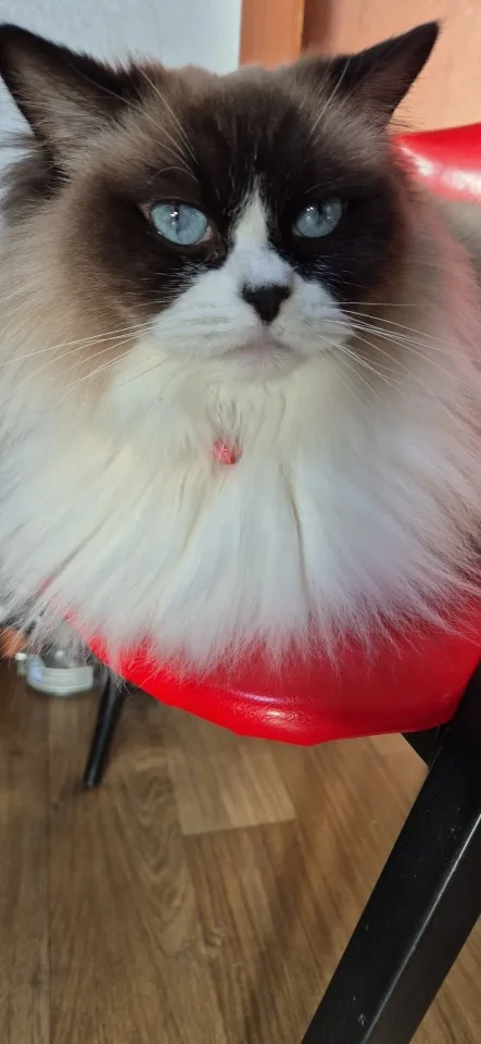 구매후기
