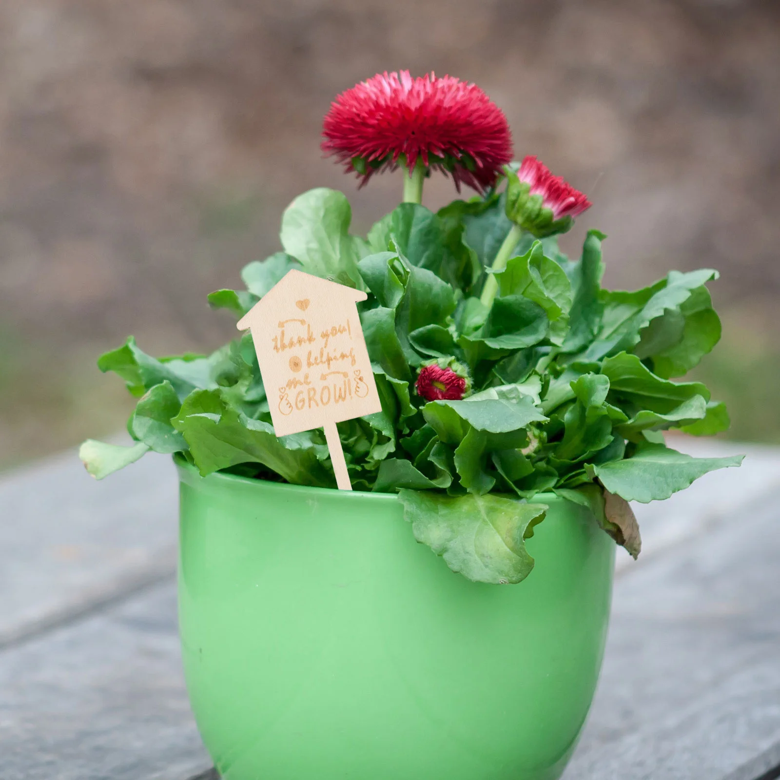 

25Pcs Bamboo Plant Labels Writable Wooden Markers for Succulents Herbs Flowers Garden Thank You for Helping Me Grow Signs