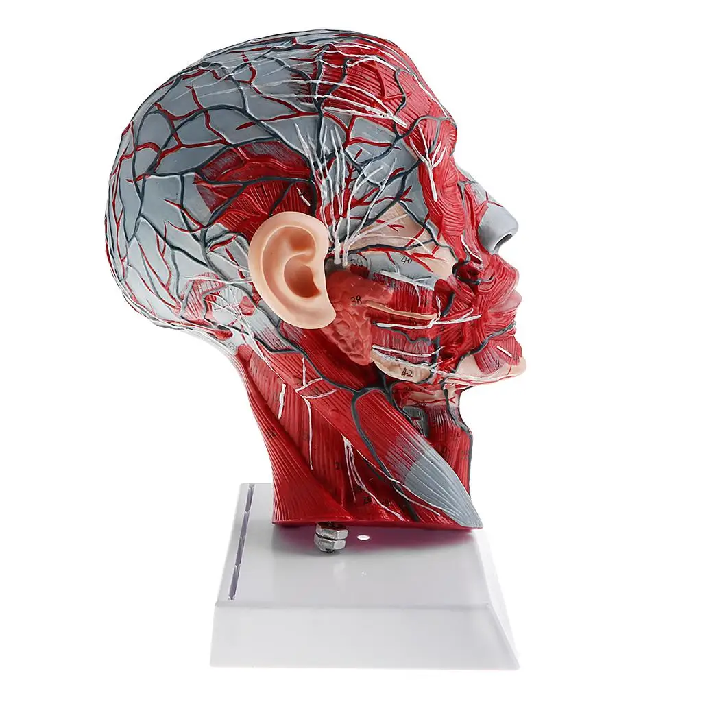 Median : 1 Human Half-head Skeleton with Cervical Vessel Nerve Arteries Toy