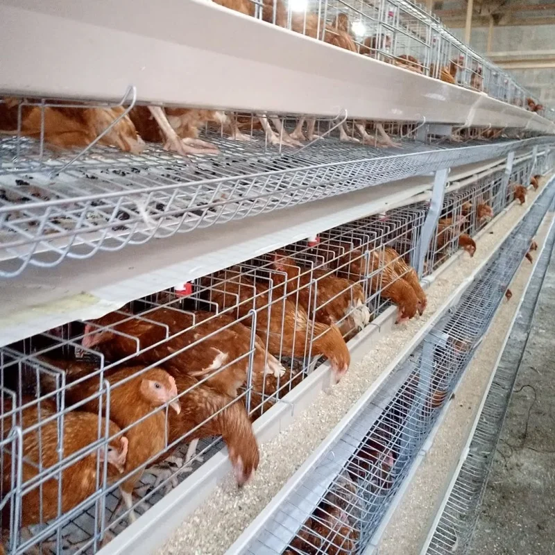 Kandang Ayam Petelur Model Baru dari Kawat Baja Q235, Kandang Ayam Bertingkat Tipe H dengan Pembersih Kotoran Manual