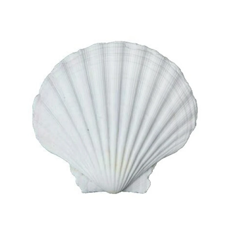 20Pieces Large White Scalloped Shells for Artistic Endeavor and Parties Decors 6-8cm Painting Baking Crafting Seashells