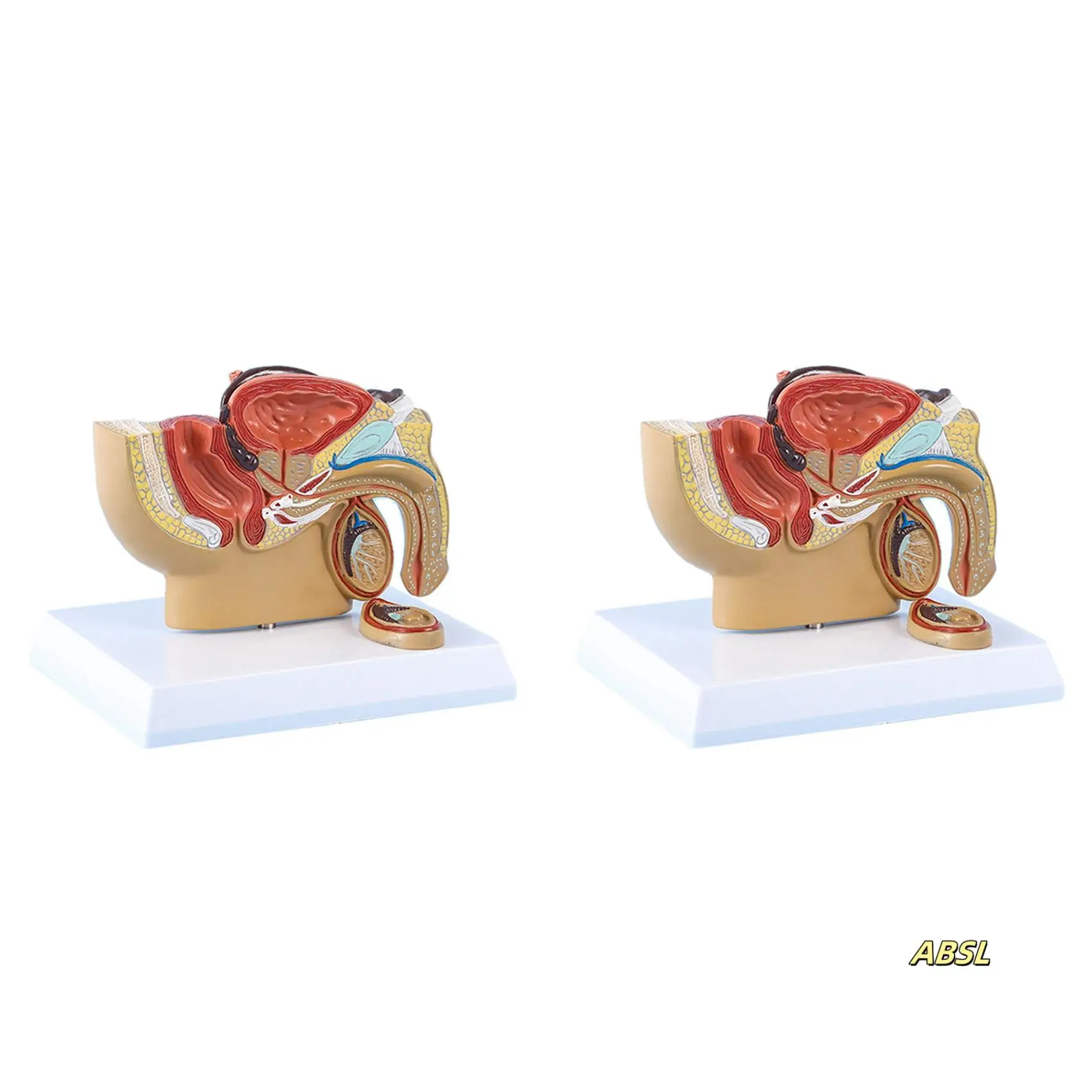2X 1:2 Male Pelvic Sagittal Section Testicular Prostate Bladder Rectal Urinary System Model