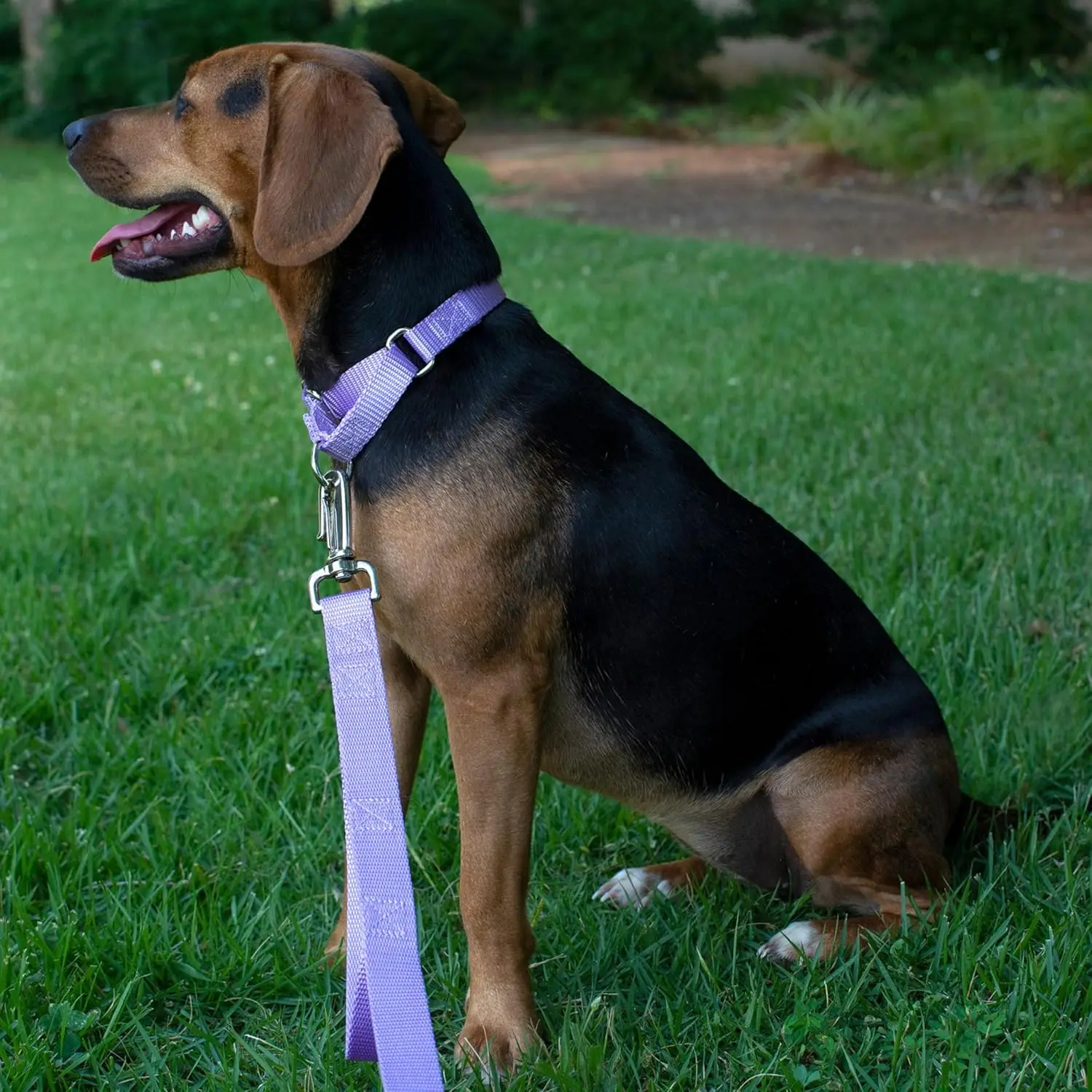 Heavy-Duty Martingale Dog Training Collar No Buckle Service Pet Collar 1 Inch Medium Lavender, Customized