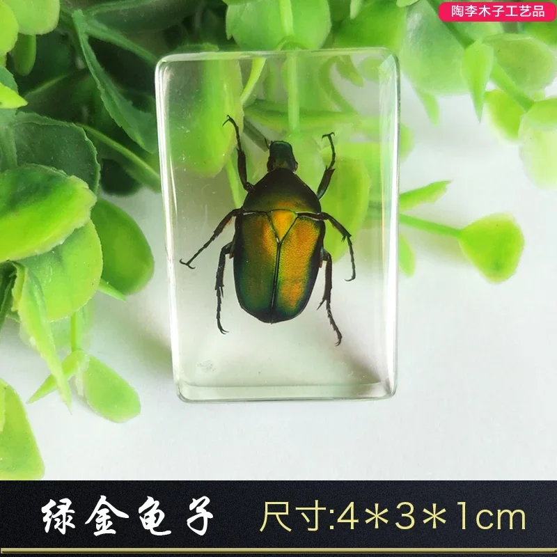 Real Insect Specimen Resin Scarab Spider Scorpion Beetle Specimen Marine Plant Teaching Kids Christmas Gift Box Room Home Decor